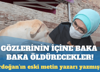 Gözlerinin içine baka baka öldürecekler: Sokak hayvanlarını ‘uyutacak’ düzenleme geliyor