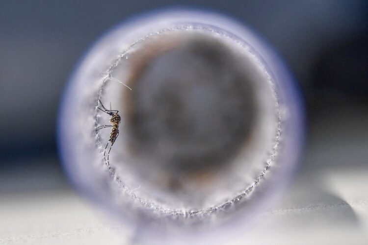 Sıtma ile mücadelede genetiği değiştirilmiş sinekler