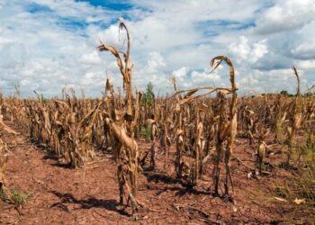 Rapor: İklim değişikliği uzak bir gelecek senaryosu değildir