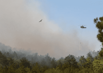 İzmir’de orman yangını