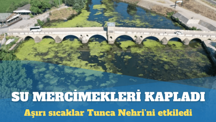 Tunca Nehri’nin yüzeyini yosun ve su mercimekleri kapladı