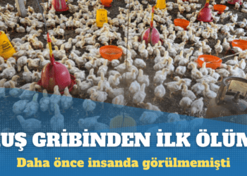 İlk kez bir insan kuş gribinden öldü