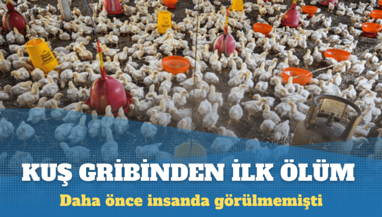 İlk kez bir insan kuş gribinden öldü