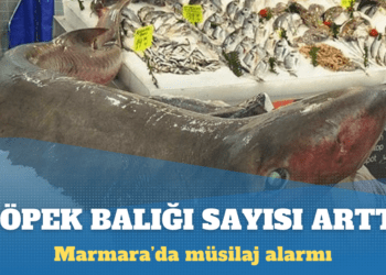 Marmara’da müsilaj alarmı: Köpek balığı ve vatoz sayısında yüzde 100’e yakın artış