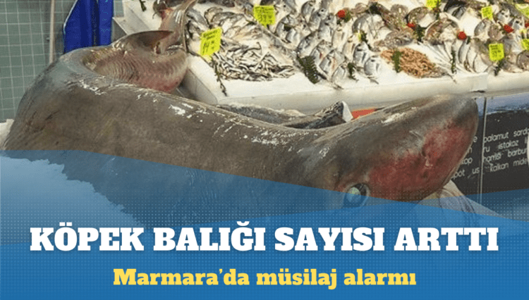 Marmara’da müsilaj alarmı: Köpek balığı ve vatoz sayısında yüzde 100’e yakın artış