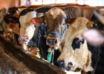 ‘Emekliler 4 yıl önce bayram ikramiyesi ile kurban alabiliyordu şimdi bir but alamaz hale geldiler’