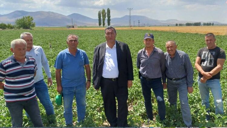 Üreticiler uyardı: Bu sene ihracat olmazsa patates komple dökülür, üretici tarladan çekilir