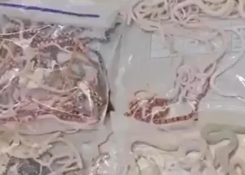 Çin: 100’den fazla yılanı pantolonunun içinde ülkeye sokmaya çalışan bir kişi yakalandı