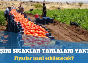 Aşırı sıcak tarlaları vurdu