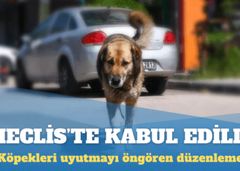 Köpekleri uyutmayı öngören düzenleme Meclis’ten geçti