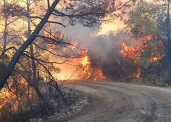 Kozan’da orman yangını