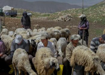 “Hükümet, Afganistan’la çoban istihdamı için görüşüyor”