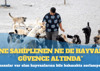 Milyonlarca köpek sınırlı sayıdaki barınağa nasıl sığacak?