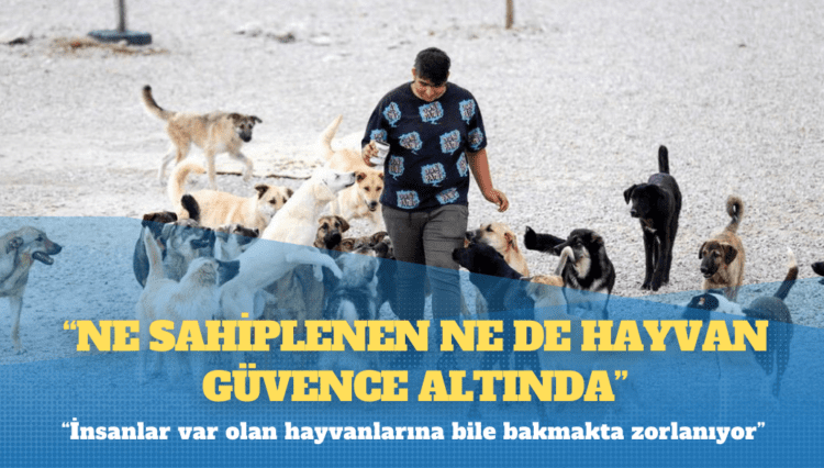 Milyonlarca köpek sınırlı sayıdaki barınağa nasıl sığacak?