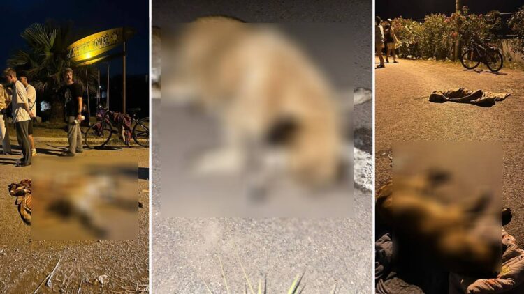 Şamil Tayyar: Türkiye’nin her yerinde köpek avı başladı