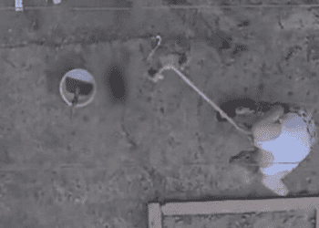 Manisa’da üç kedi yavrusunu öldüren kişi tutuklandı