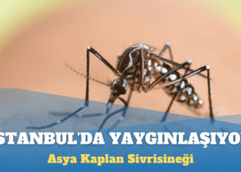 Asya Kaplan Sivrisineği İstanbul’da yaygınlaşıyor