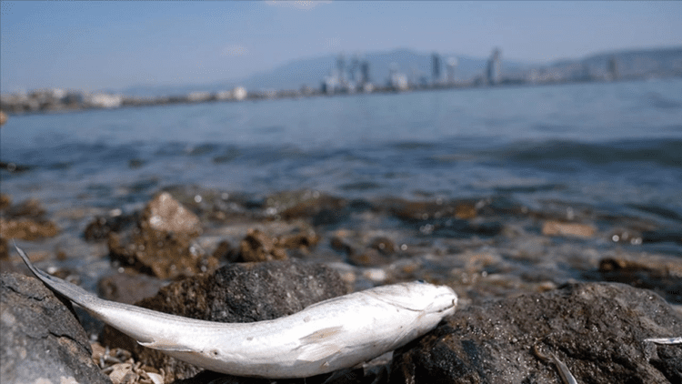İzmir Körfezi’ndeki balık ölümlerinin sebebi belli oldu