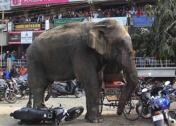Fil saldırılarından korunmak için uygulama geliştirildi