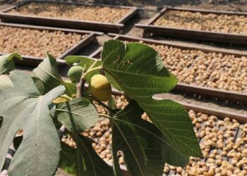 İncirler dalında kurudu