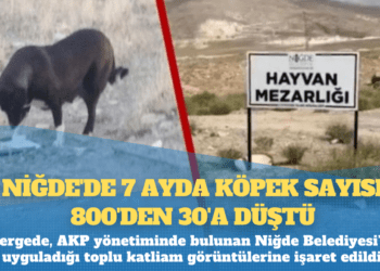 Niğde’de 7 ayda köpek sayısı 800’den 30’a düştü