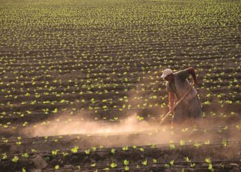 2 yıl işlenmeyen tarım arazileri kiraya verilecek