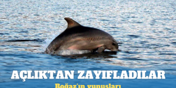 İstanbul Boğazı’nın yunusları açlıktan zayıfladı