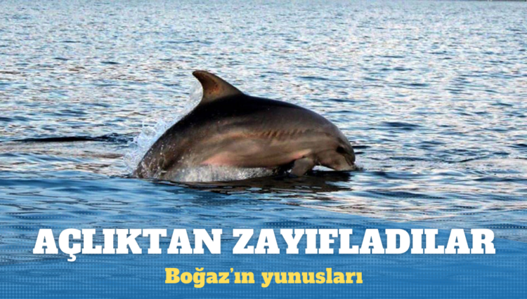 İstanbul Boğazı’nın yunusları açlıktan zayıfladı