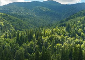 Danimarka iklim değişikliğiyle mücadele için 1 milyar ağaç dikecek