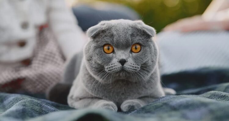 Hollanda, Scottish cinsi kedilerin sahiplenilmesini yasakladı