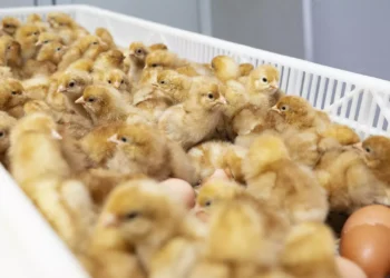 ABD’de yumurta endüstrisi her yıl 350 milyon erkek civcivi öldürüyor