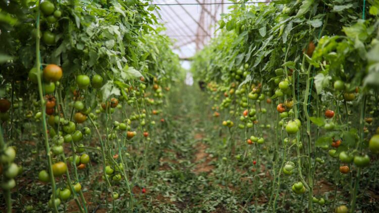 Domatesin fiyatı seradan markete yüzde 175 artıyor