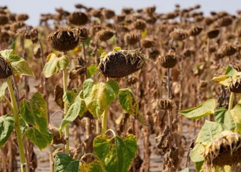 Rusya, Suriye’deki askerî üslerinden çekilecek mi?