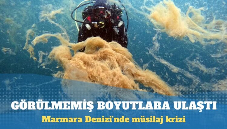 Marmara Denizi’nde, insan boyutuna ulaşan müsilaj tabakası canlıları hapsediyor