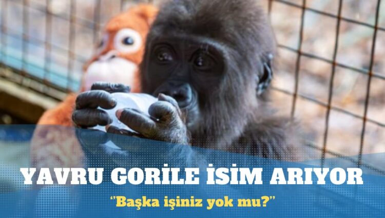 Tarım ve Orman Bakanlığı yavru gorile isim arıyor