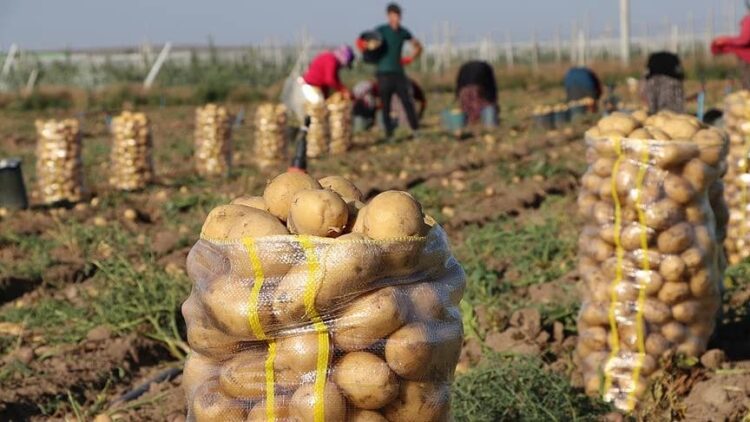 Patates ve soğanların ambalajlama standardı değiştirildi