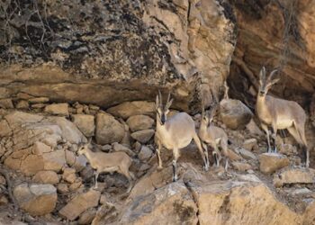 Dağ keçilerini avlayıp sucuk yaptı, rekor miktarda ceza yedi