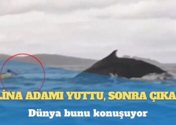 Dünya bunu konuşuyor: Balina adamı yuttu, sonra çıkardı