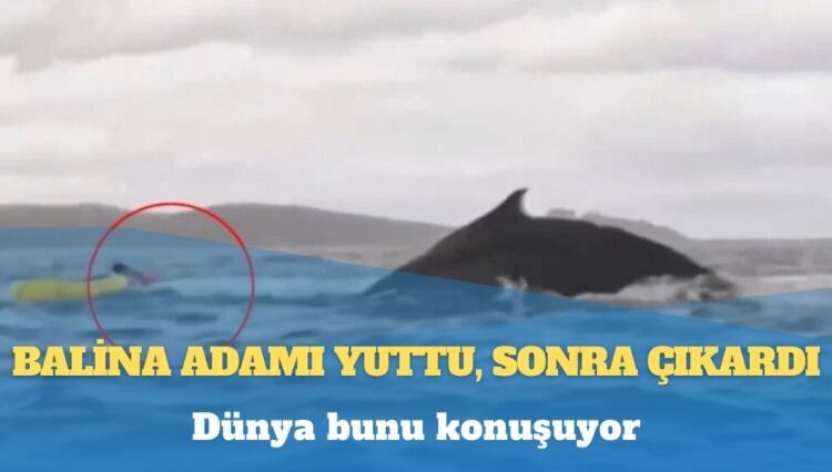 Dünya bunu konuşuyor: Balina adamı yuttu, sonra çıkardı