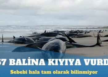 Avustralya’da 157 balina kıyıya vurdu