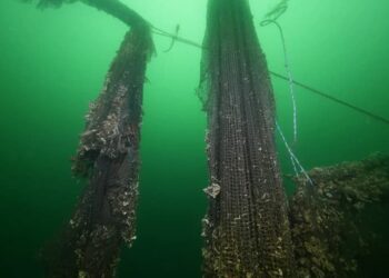Geçen yıl 224 futbol sahası büyüklüğünde hayalet ağ çıkarıldı