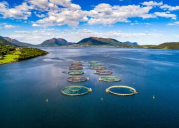 Norveç açıklarında 27 bin somon balığı kaçtı