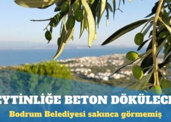 Zeytinliğe beton dökülecek: Bodrum Belediyesi sakınca görmemiş