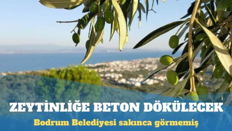Zeytinliğe beton dökülecek: Bodrum Belediyesi sakınca görmemiş