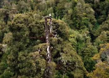Dünyanın en yaşlı ağacı Büyükbaba tehdit altında