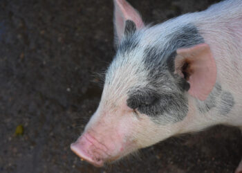 Türkiye’nin domuz eti ihracatı 2024’te rekor kırdı: Yüzde 700 artış