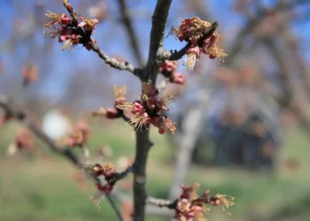 Zirai don ve kuraklık tarım sektörünü sarstı, kayıp yüzde 100’e ulaştı