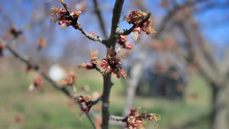 Zirai don ve kuraklık tarım sektörünü sarstı, kayıp yüzde 100’e ulaştı