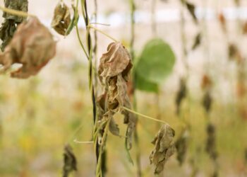 Buca Belediyesi’nin serasına sabotaj