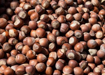 Fındıkta kayıp yüzde 100’ü buluyor